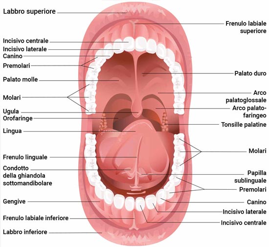 glossario bocca