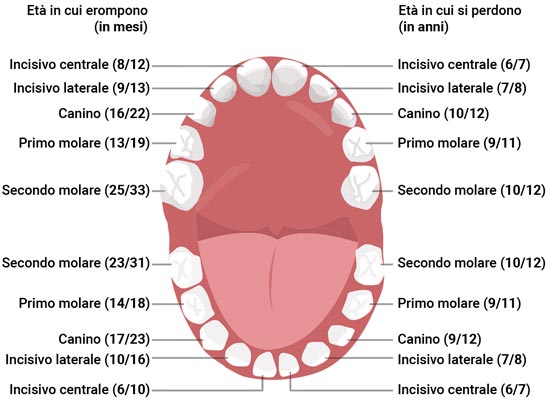 denti da latte
