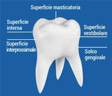 Igiene orale molare